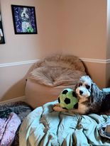 Load image into Gallery viewer, 50% Deposit Custom Pet Portrait  by Mark Dannon Herbert  24x16 (work order reciept )